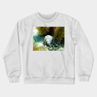 Star Eye Hermit Crab Crewneck Sweatshirt